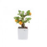 10% de desconto Mudas bonsai planta em porcelana ... Candida Celiento